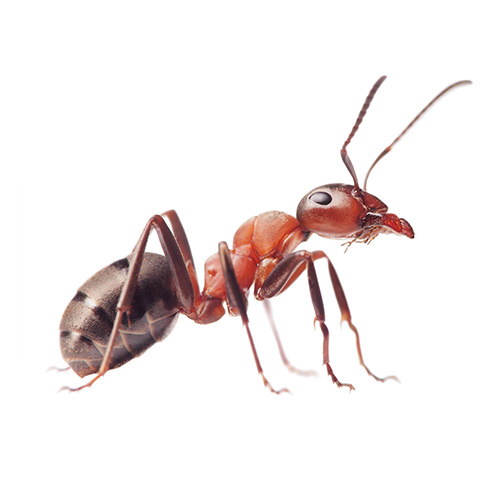 Extermination fourmis de sable Québec