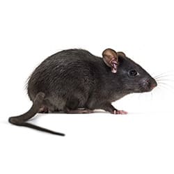 Extermination rat noir Québec